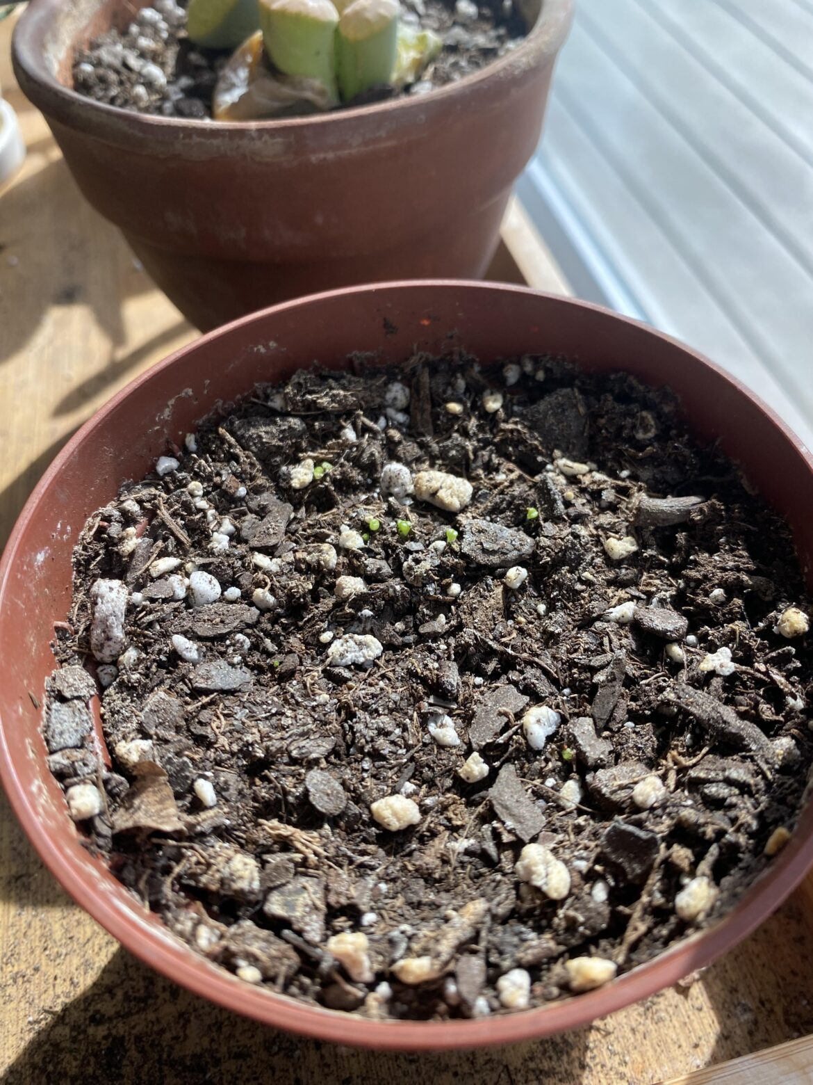 how often do i water lithops seedlings?