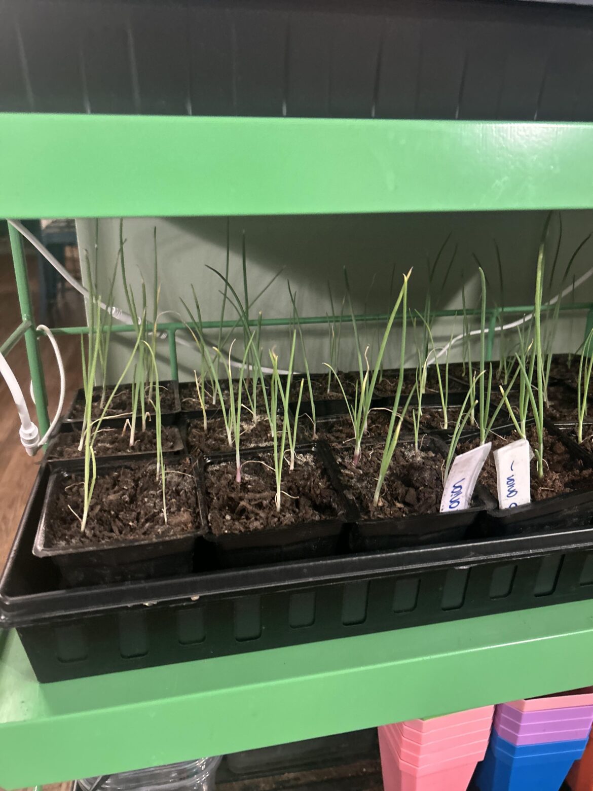 Onion seedlings stunted?