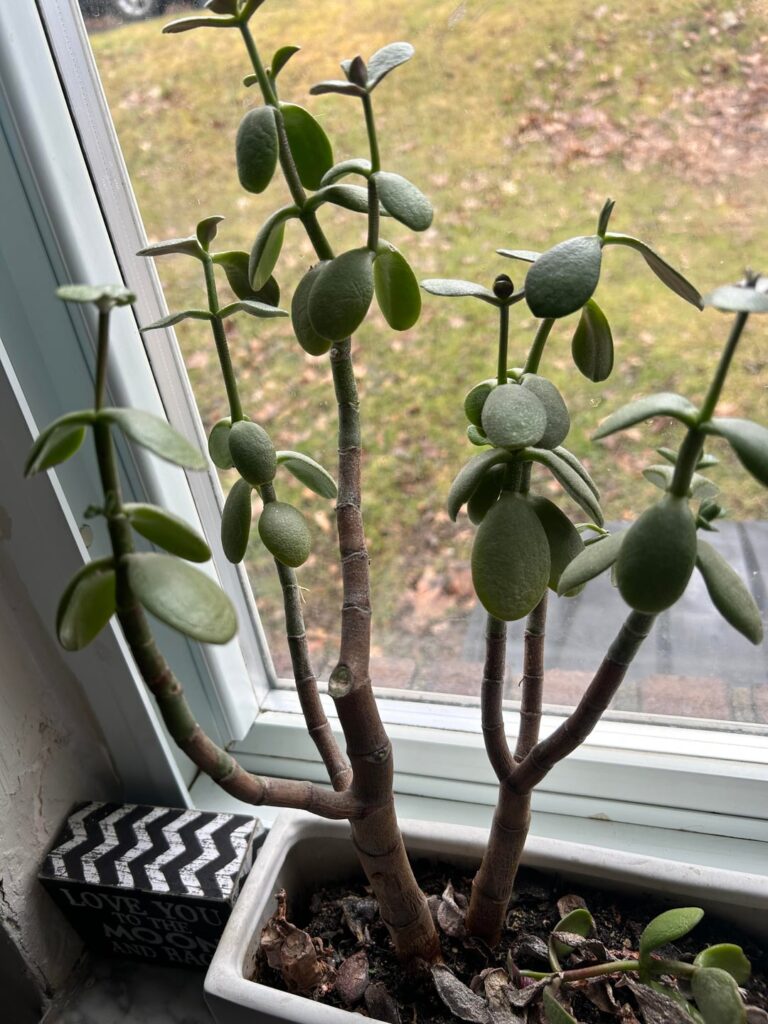 I received this jade tree from someone and i don’t know how to help it.