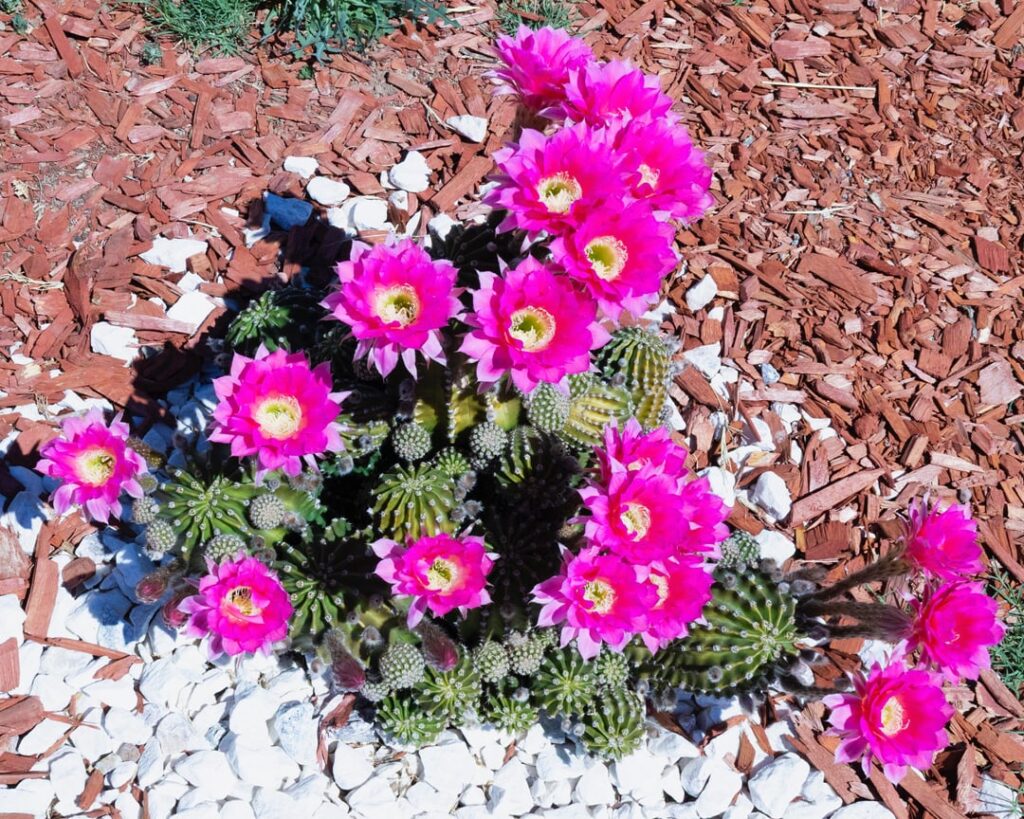 Show us your blooms!