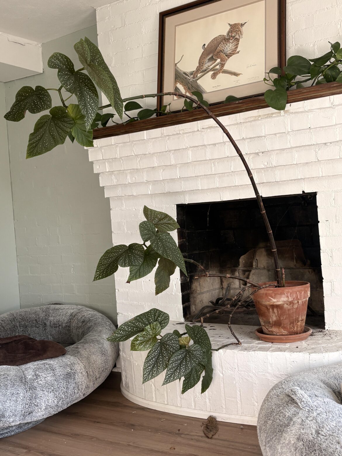 Why does my monstera look like this?