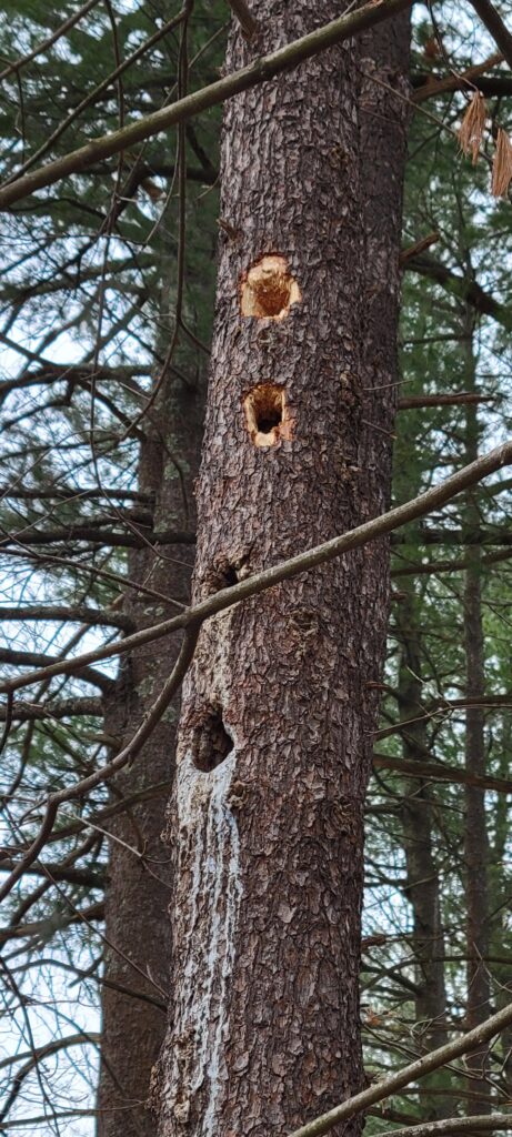 Woodpecker damage? Will tree survive? Woodpecker damage? Will tree survive?