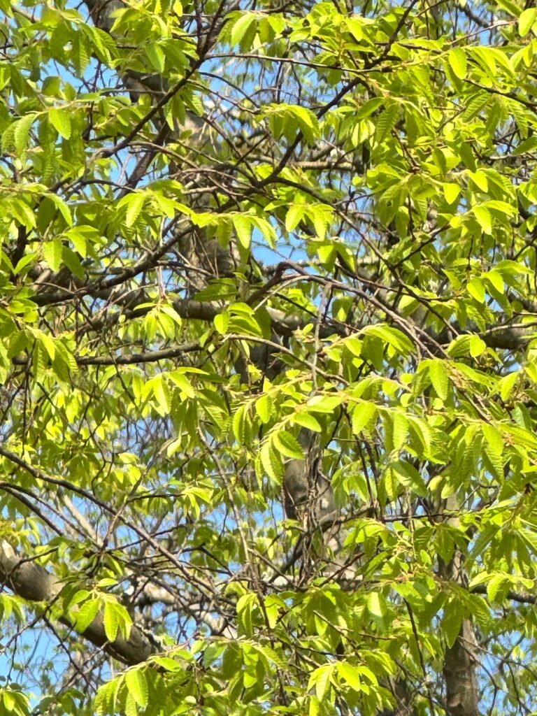 What kind of tree is this?