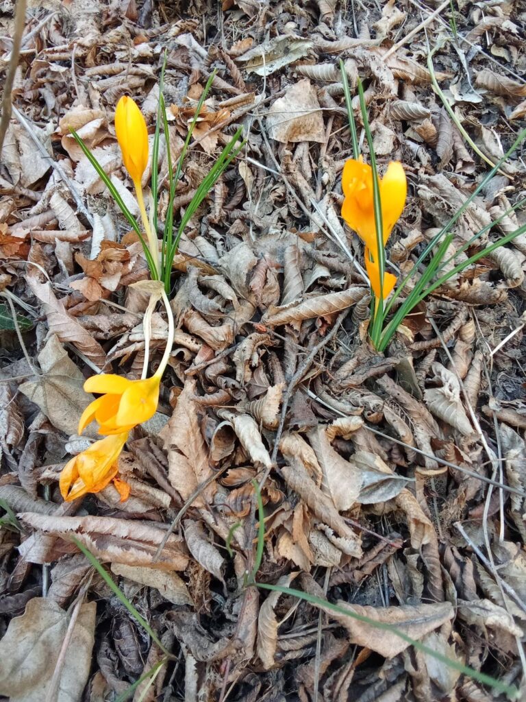 Emergency identification please