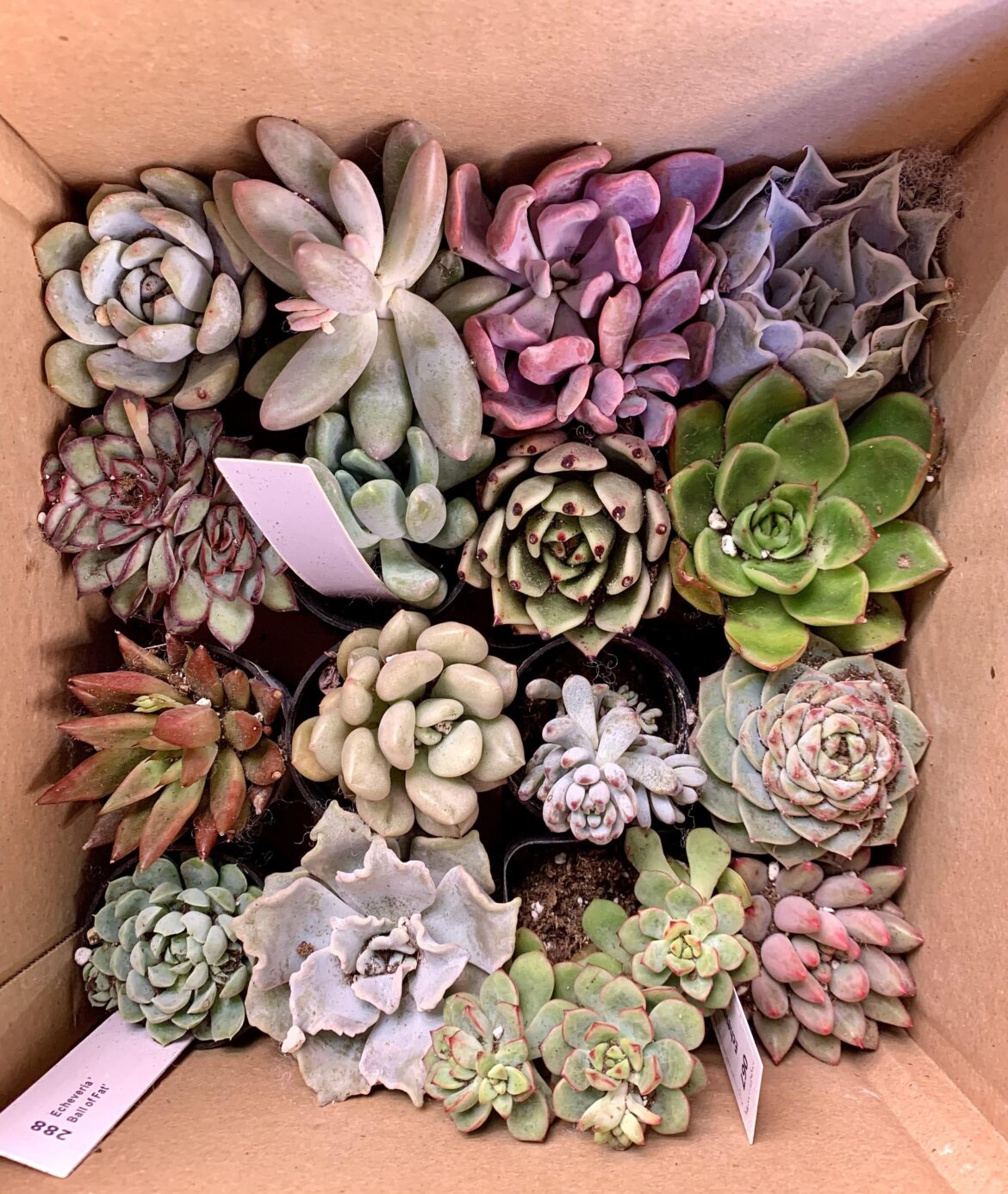 plant mail day 2/2: this time from The Next Gardener! only 2 in subpar condition and no pests/disease that I can see. beyond satisfied.