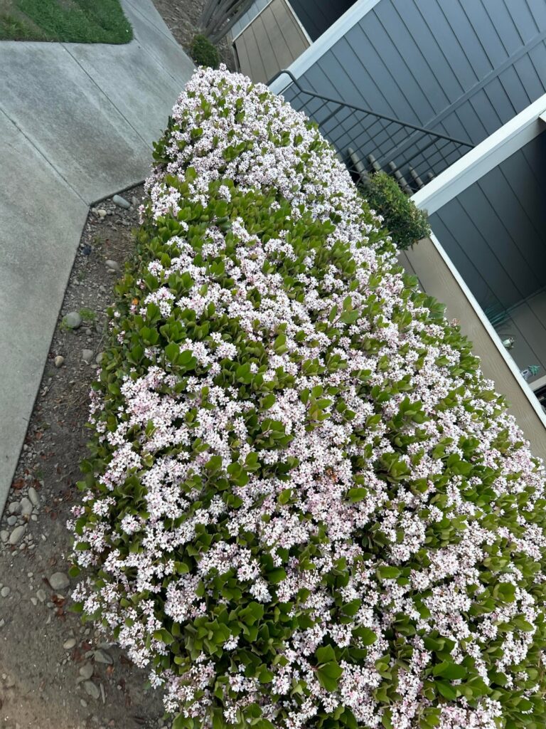 What plant is this?