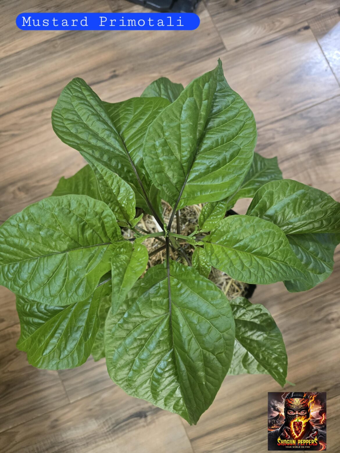 Mustard Primotalii