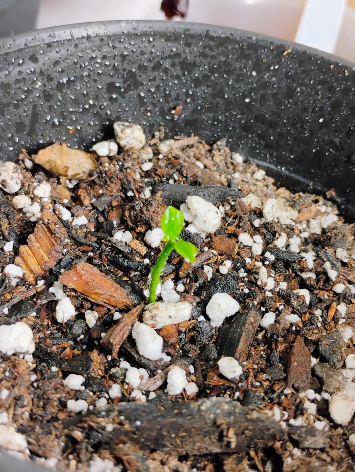 Lemon tree .... From seed 🌱