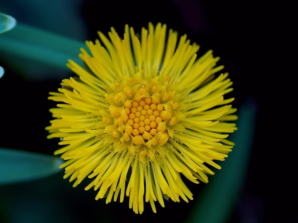 Tussilago farfara, coltsfoot [OC]
