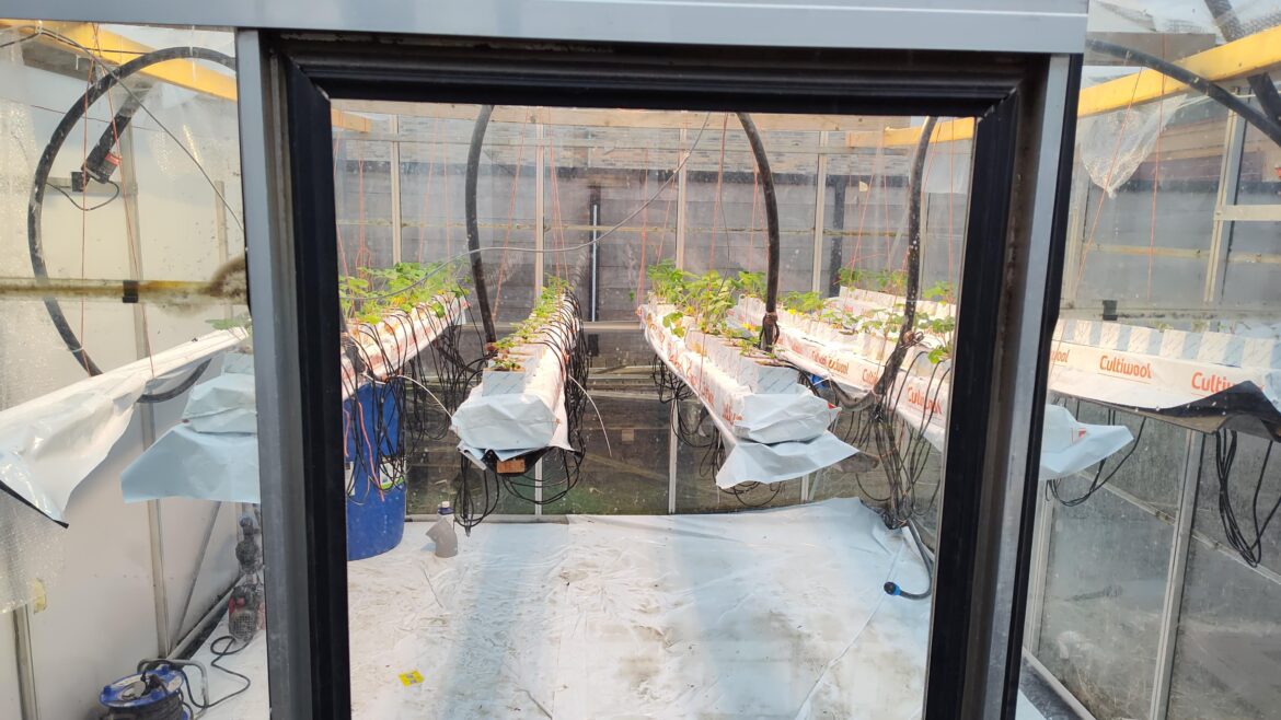 Hydroponic strawberries