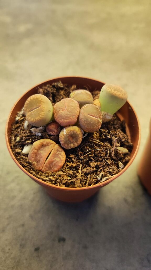 I just got theese little guys. Any tips on when to water them?