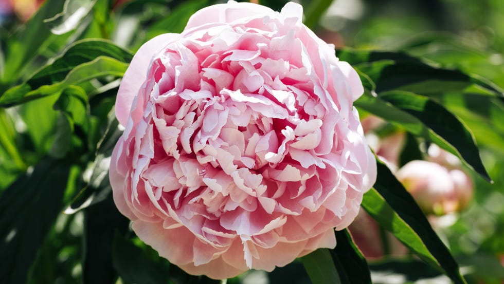 delicate pink peony flower on abstract natural defocused green background. paeonia lactiflora