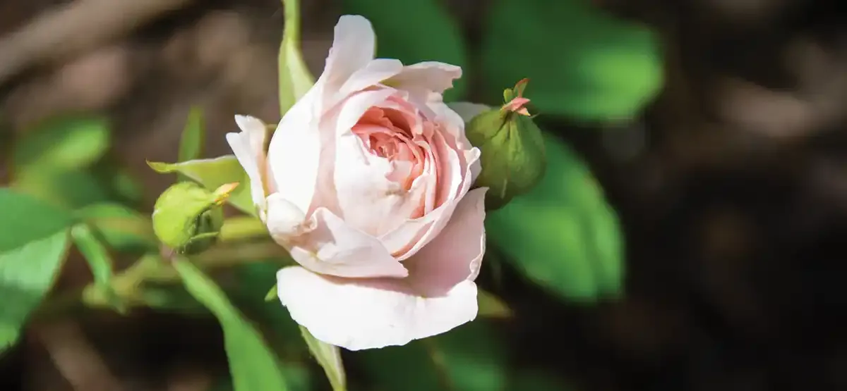A close-up of a pale pink rose in bloom, surrounded by green leaves and two rosebuds, with a blurred natural background.