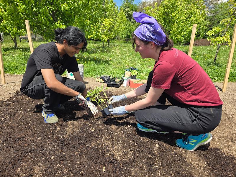 Students setting up their plot at Northdale