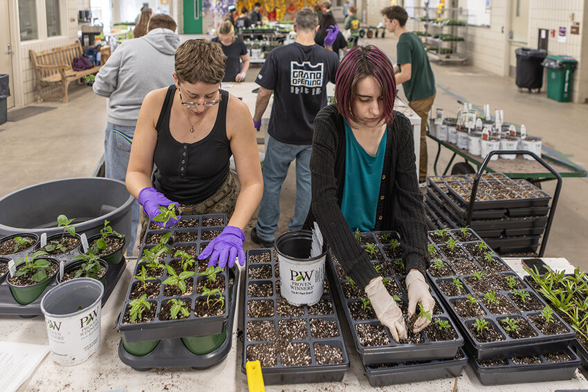 MSU horticulture students pot seedlings for their floriculture production course in February.