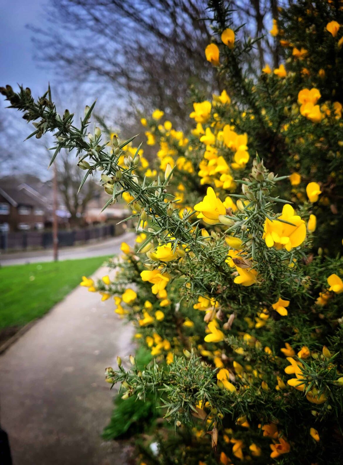 In photos: Community gardening in Bramley