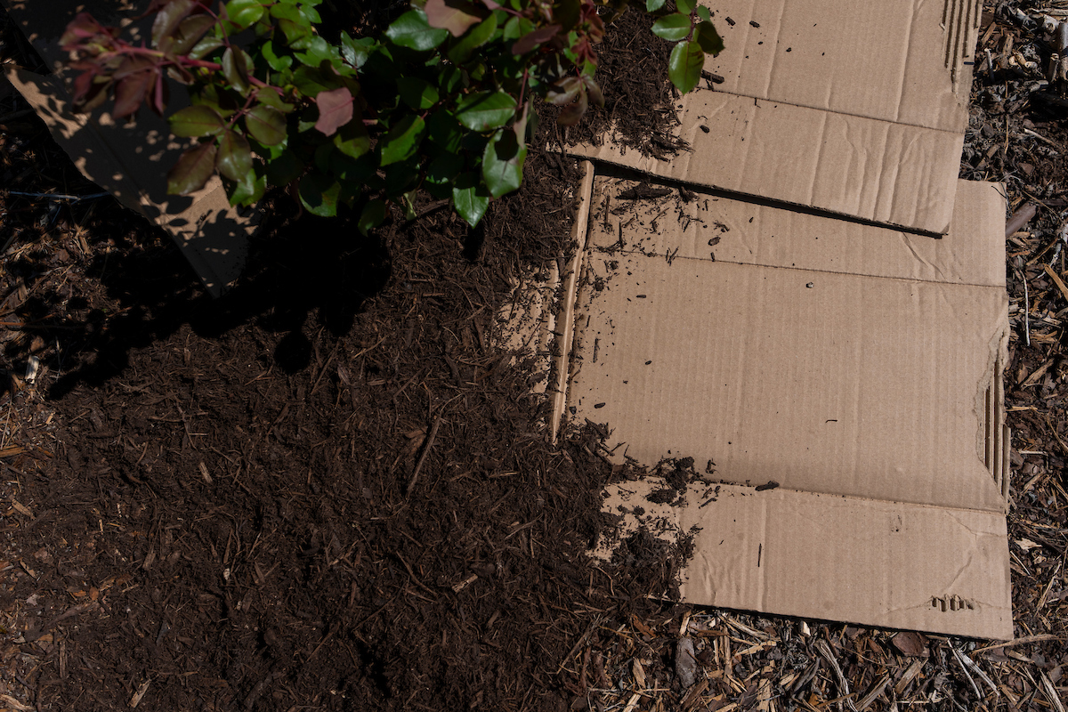Mulch on cardboard.