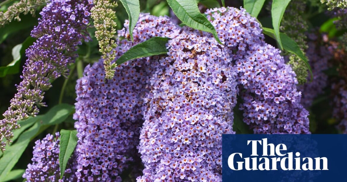 Romantic but unruly: cut back your buddleja now – before it takes over your garden | Gardening advice