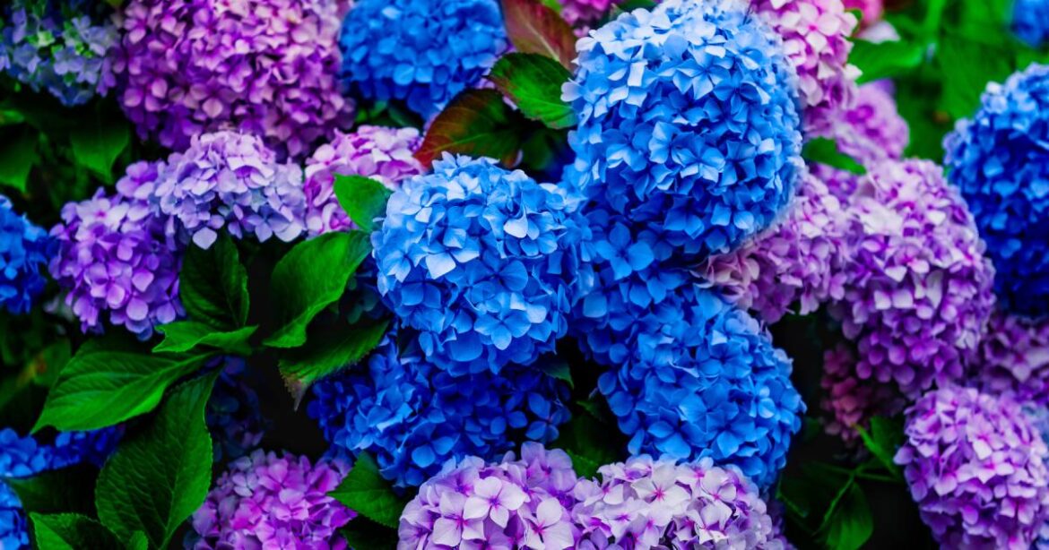 Hydrangea pruning mistake gardeners need to avoid urgently