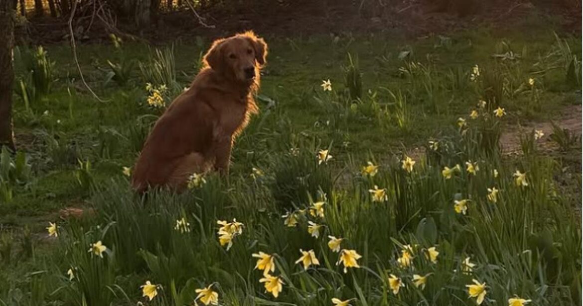 Gardener's World star Monty Don gets dog Ned to be on message