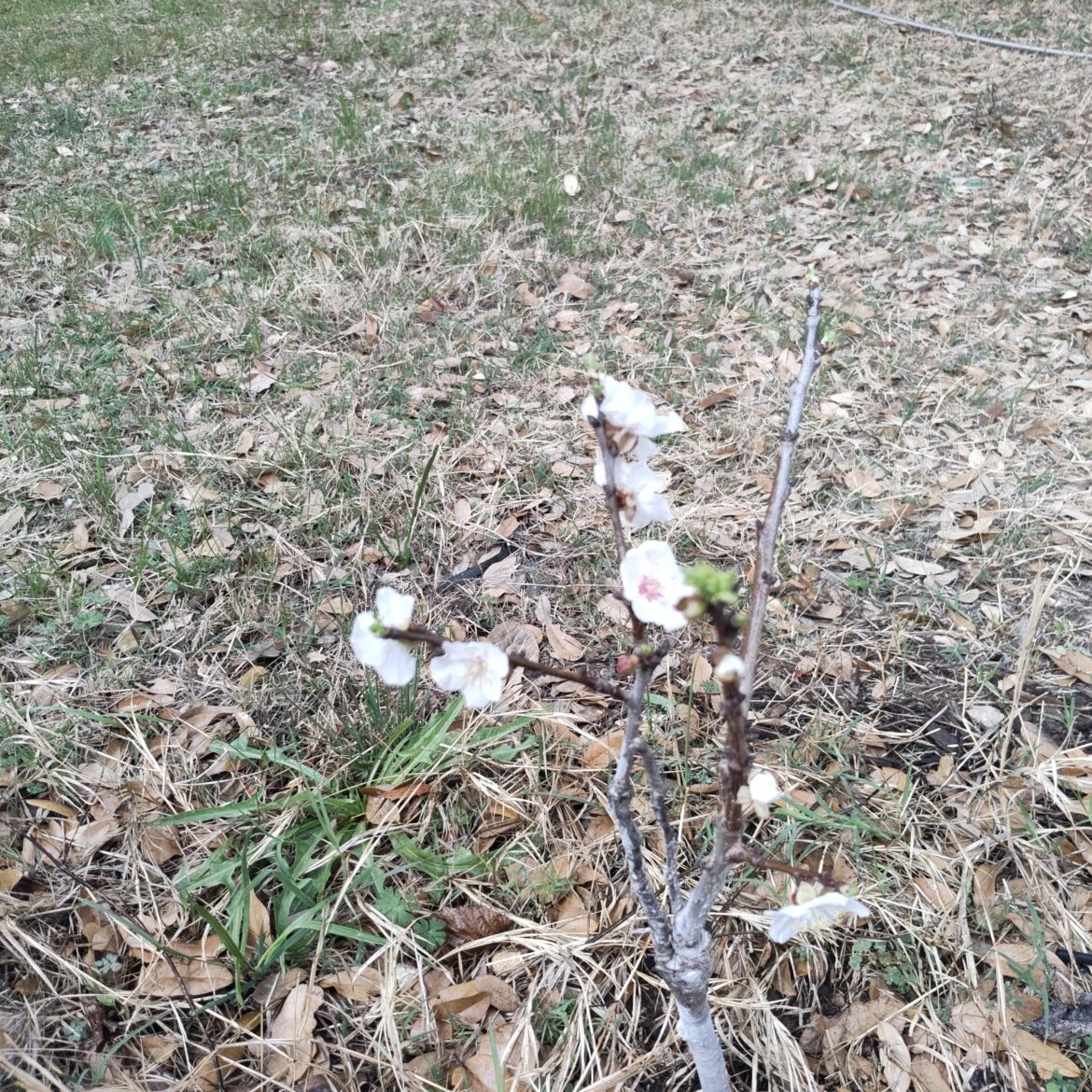 Any apricots blooming?