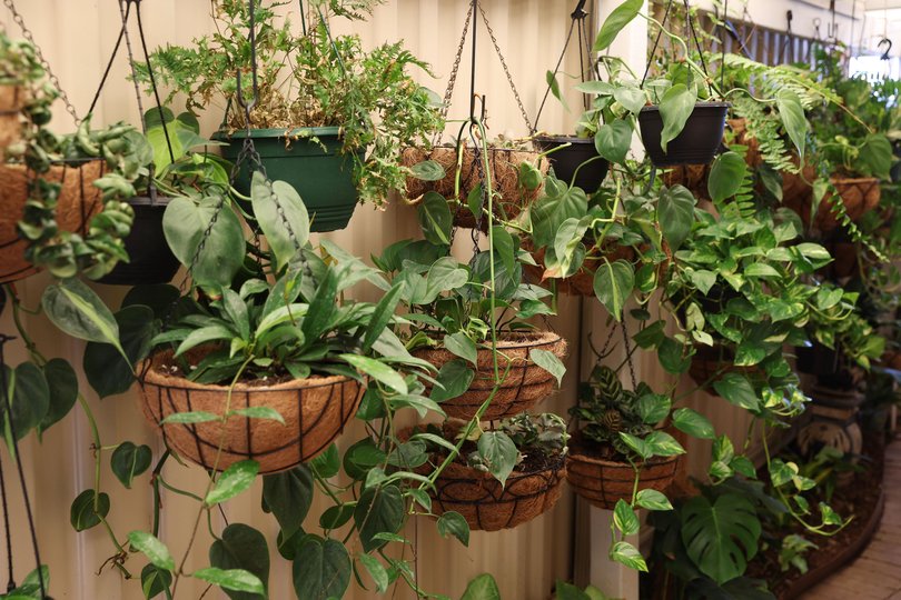 Glynis Dimopoulos’ garden in Coogee.