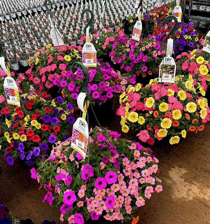 Rowe Farms in Jacksonville will produce 20,000 combos for spring. (Norman Winter/TNS)