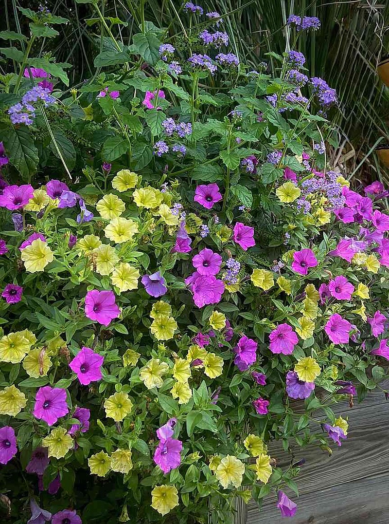 Garden Guy neighbors Dave and Cynthia designed a concrete planter with triadic harmony featuring Supertunia Vista Jazzberry, and Mini Vista Yellow petunias and added Augusta Lavender heliotrope for height. (Norman Winter/TNS)