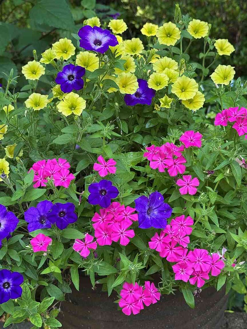 The Garden Guy tried triadic harmony with Supertunia Tiara Blue and Mini Vista Yellow with Southern Blaze Bright Pink phlox that is making its debut this spring. (Norman Winter/TNS)