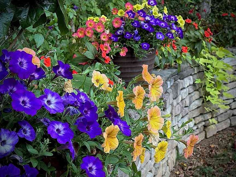 The Garden Guy went even bolder using Supertunia petunias Tiara Blue, Persimmon and Mini Vista Yellow in the container in the distance.  In the foreground is Supertunia petunias Honey and Supertunia Tiara Blue. (Norman Winter/TNS)