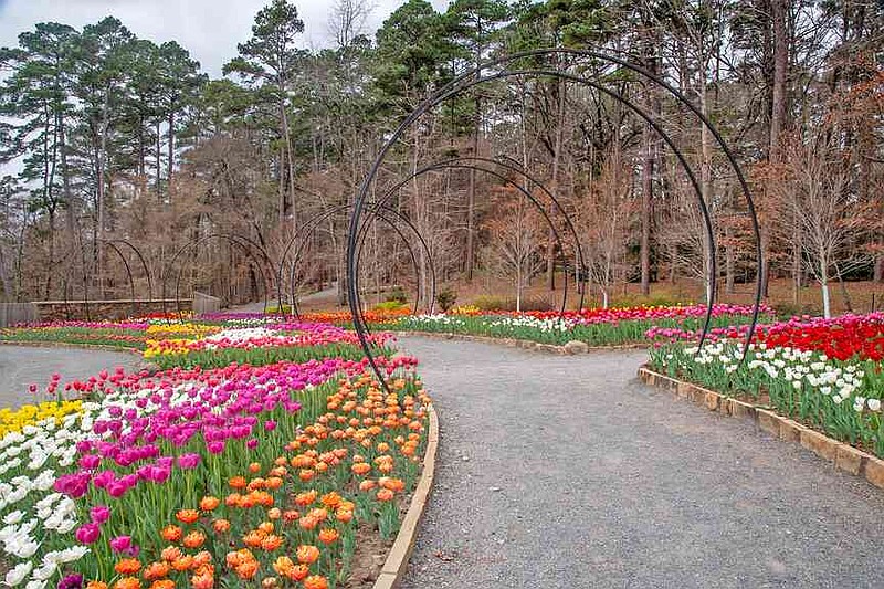 Several varieties of tulips can be seen throughout Garvan Woodland Gardens as Tulip Extravaganza reaches its peak this week. (The Sentinel-Record/Gwen Kudabeck)