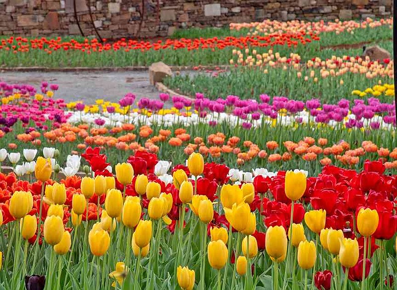 The Sensory Garden at Garvan Woodland Gardens is awash with color as Tulip Extravaganza nears its peak this week. (The Sentinel-Record/Gwen Kudabeck)