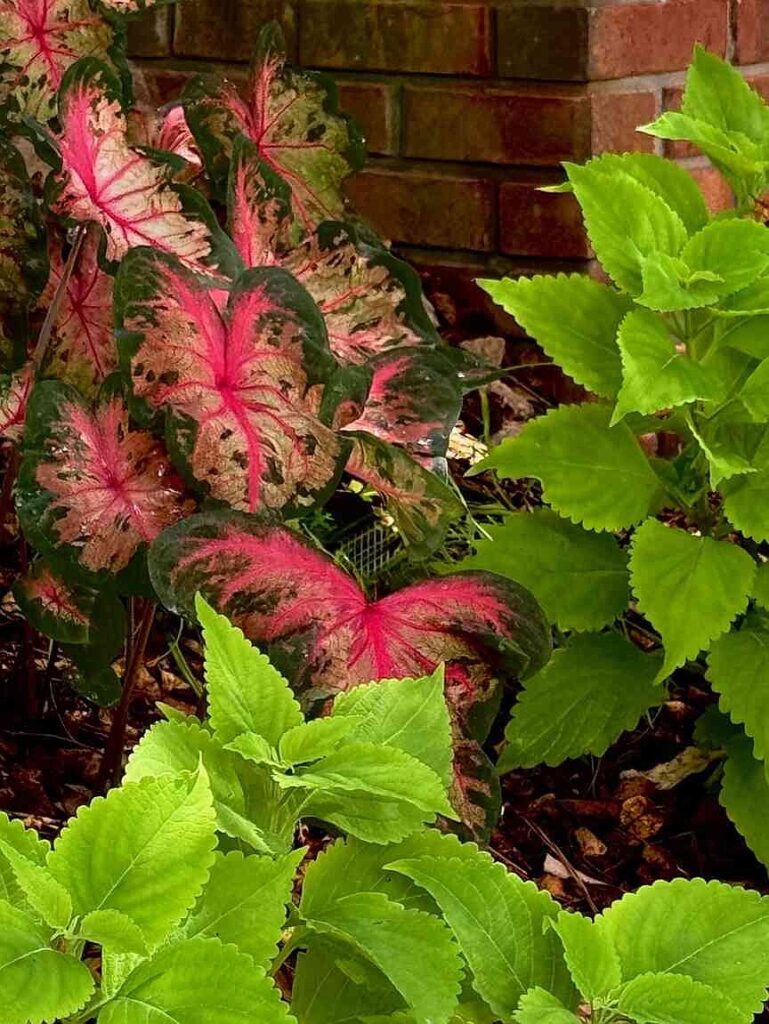 ON GARDENING: It’s ColorBlaze Lime Time