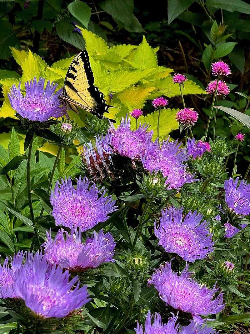 ColorBlaze Lime Time coleus serves the perfect backdrop to Totally Stoked Riptide Stokes asters. (Norman Winter/TNS)