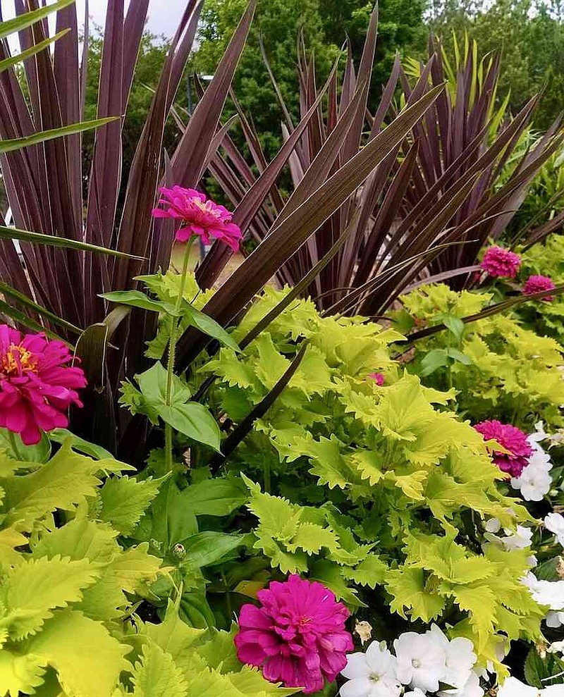 ColorBlaze Lime Time coleus is grown hedge like with Red Star Cordyline in a bed with Uproar Rose zinnias and white Sunpatiens. (Norman Winter/TNS)