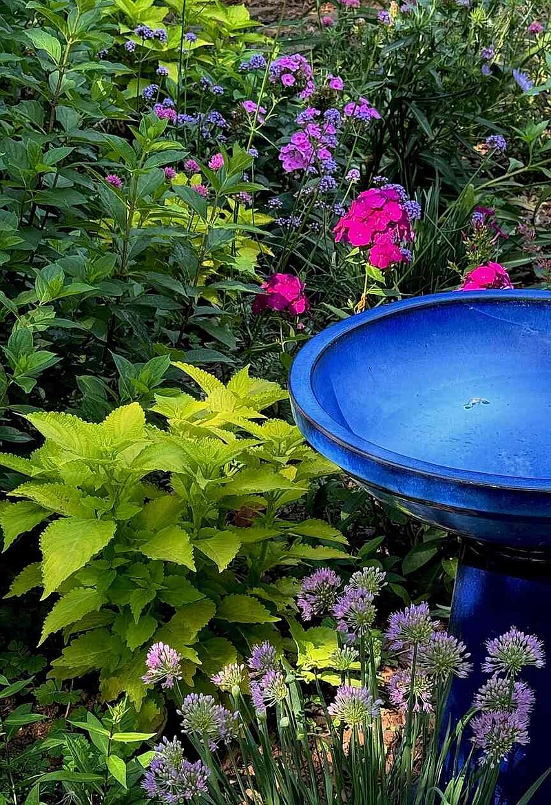 ColorBlaze Lime Time coleus is grown here with perennials like Serendipity ornamental onion, Luminary Ultraviolet and Prismatic Pink tall garden phlox and Meteor Shower verbena. (Norman Winter/TNS)