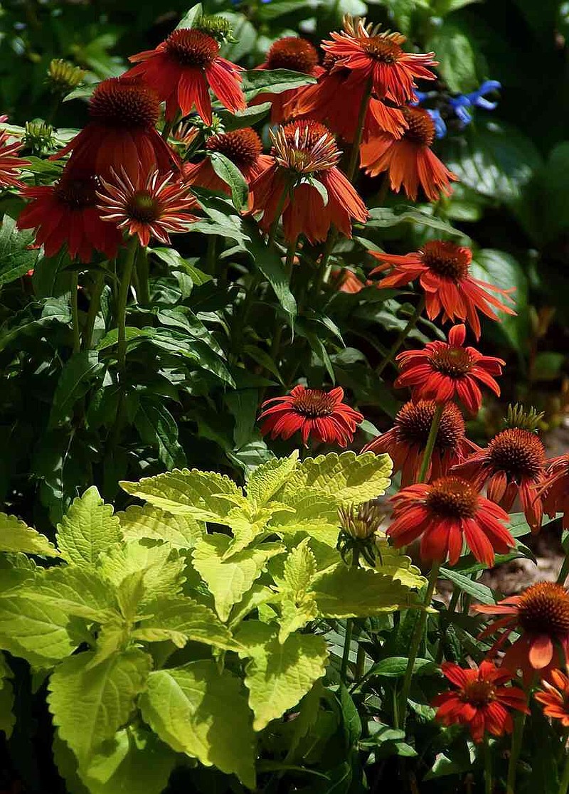 ColorBlaze Lime Time coleus looks stunning paired with this Color Coded Orange You Awesome coneflower. (Norman Winter/TNS)