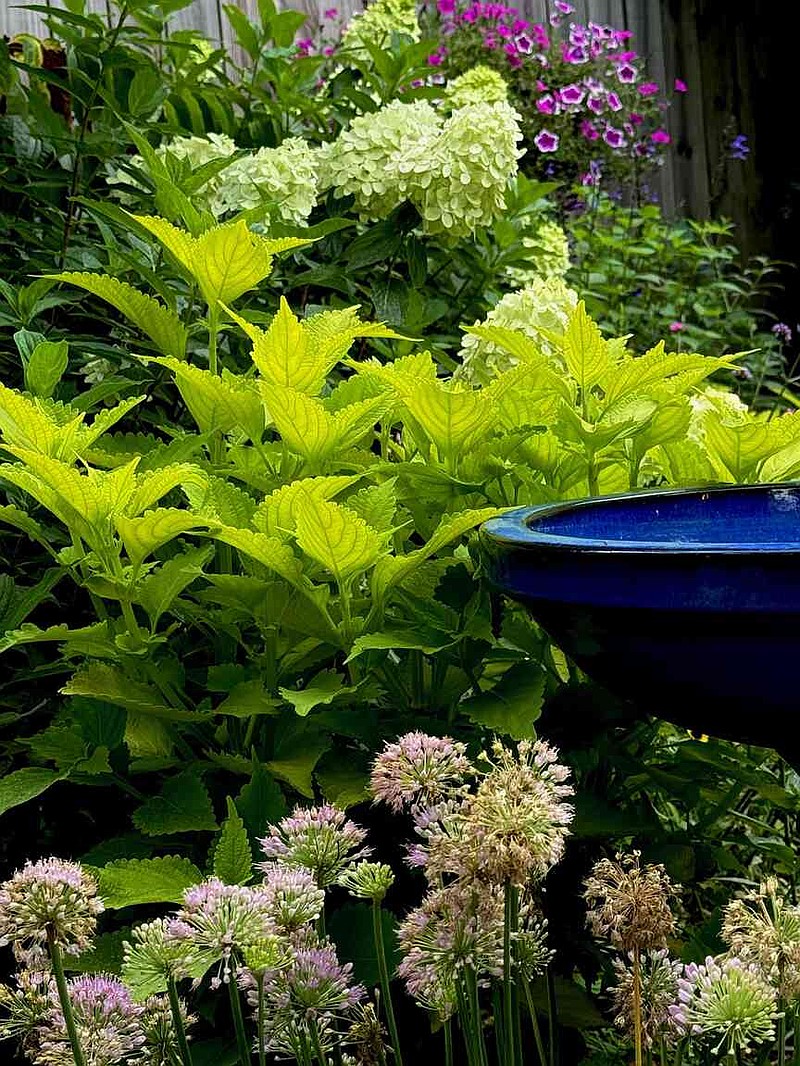 Its time, ColorBlaze Lime Time is an award-winning coleus that will dazzle your garden from planting through frost. It is pictured here with Limelight Prime hydrangea, Serendipity ornamental onion. (Norman Winter/TNS)