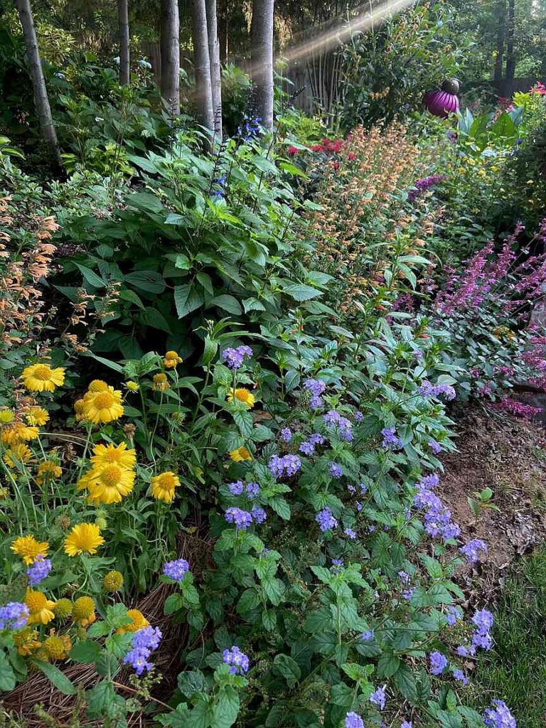 ON GARDENING: Augusta Lavender will be winner for you