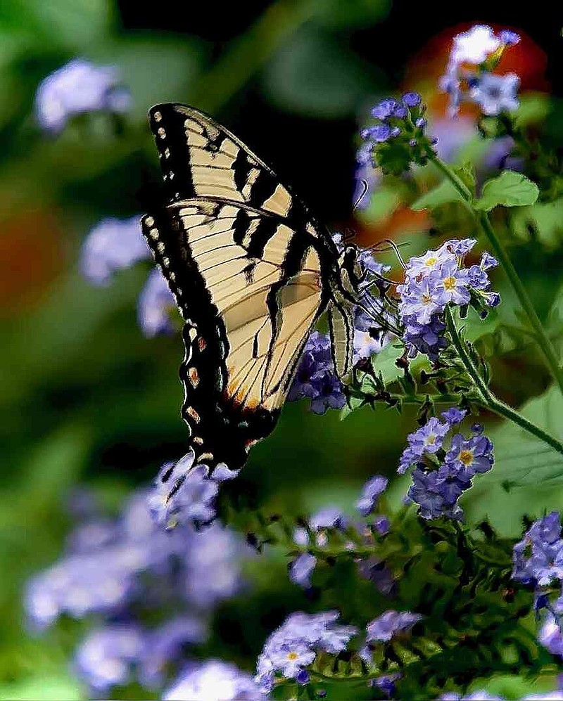 Augusta Lavender heliotrope will bring in all your favorite butterflies like this Eastern Tiger Swallowtail. (Norman Winter/TNS)