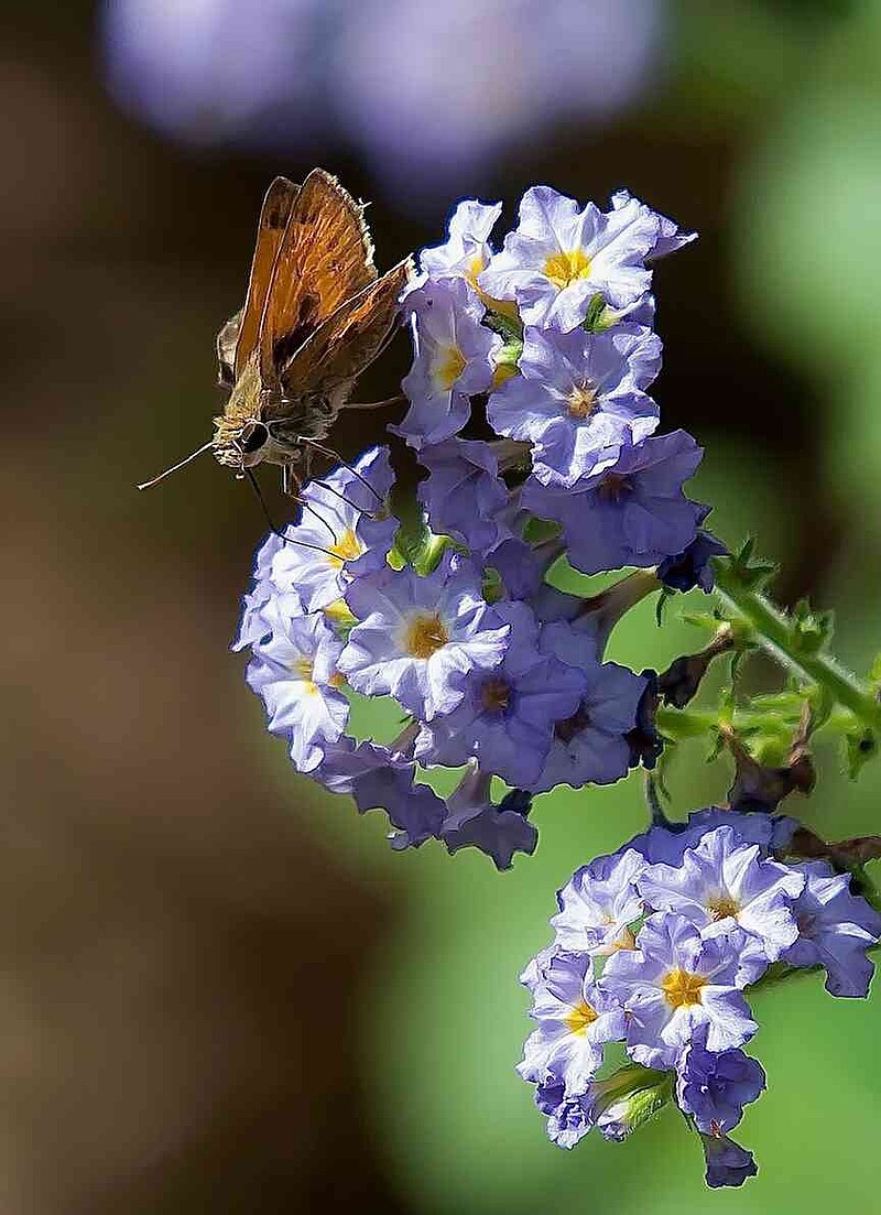 Augusta Lavender heliotrope will bring in smaller butterflies too like this Fiery Skipper. (Norman Winter/TNS)