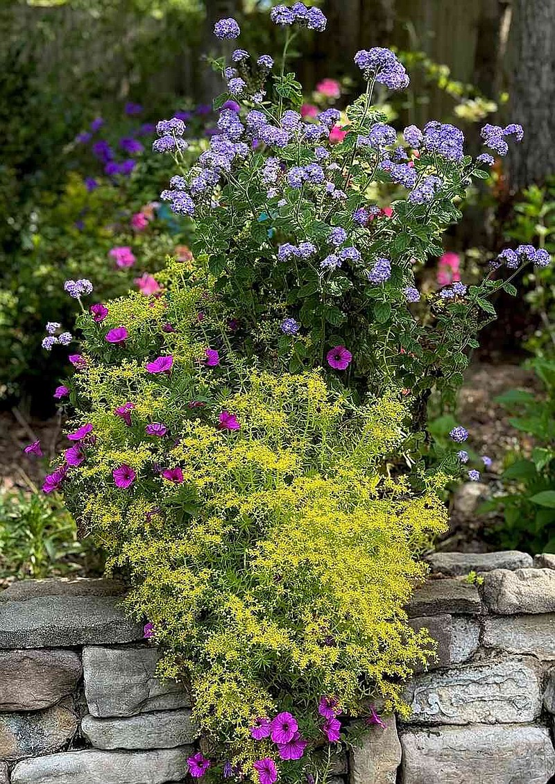 Augusta Lavender heliotrope also excels as the thriller in mixed containers like this one paired with Lemon Coral sedum and Supertunia Vista Jazzberry petunia. (Norman Winter/TNS)