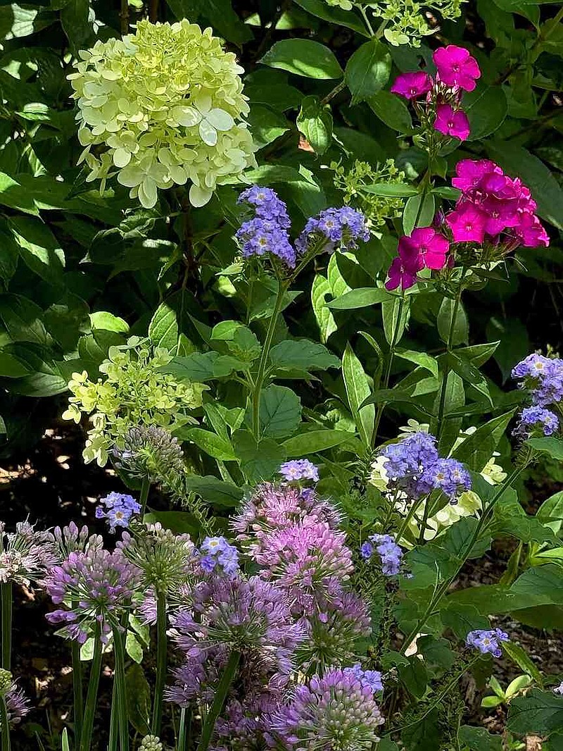 In The Garden Guy's side yard Augusta Lavender heliotrope is in a bed with Limelight Prime hydrangea paniculata. Luminary Ultraviolet tall garden phlox and Serendipity ornamental onion. (Norman Winter/TNS)