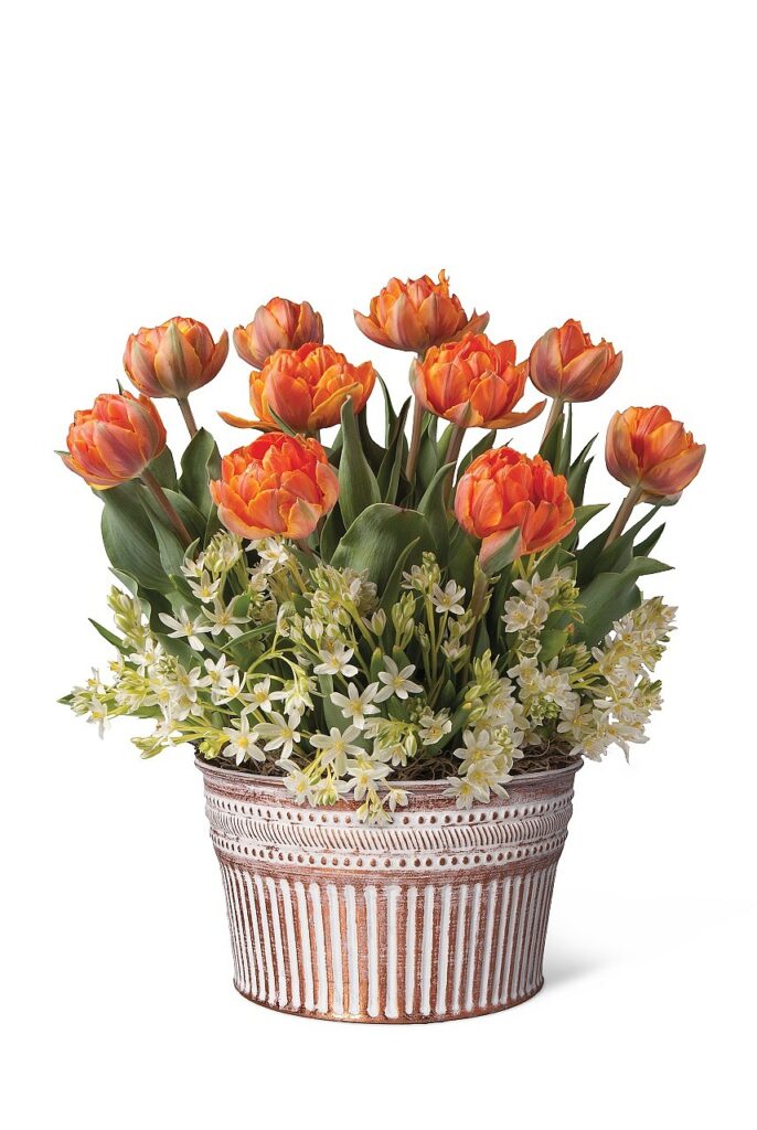 Bowie County Master Gardeners plant sale scheduled for Saturday, March 28 Bowie County Master Gardeners plant sale scheduled for Saturday, March 28