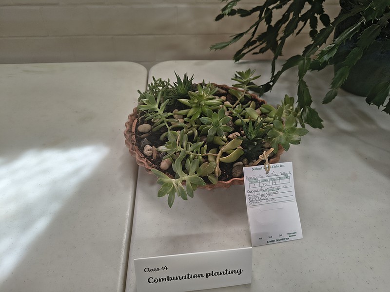 Photo by Bradly Gill This display of succulents is entered into the horticulture category for the Camden Flower Show.