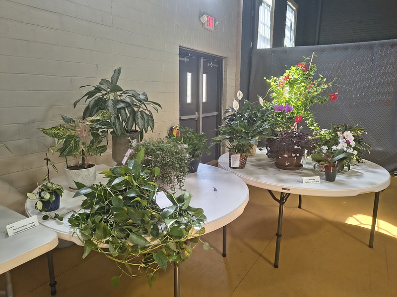 Photo by Bradly Gill Horticulture will be a category at the Camden Flower show.