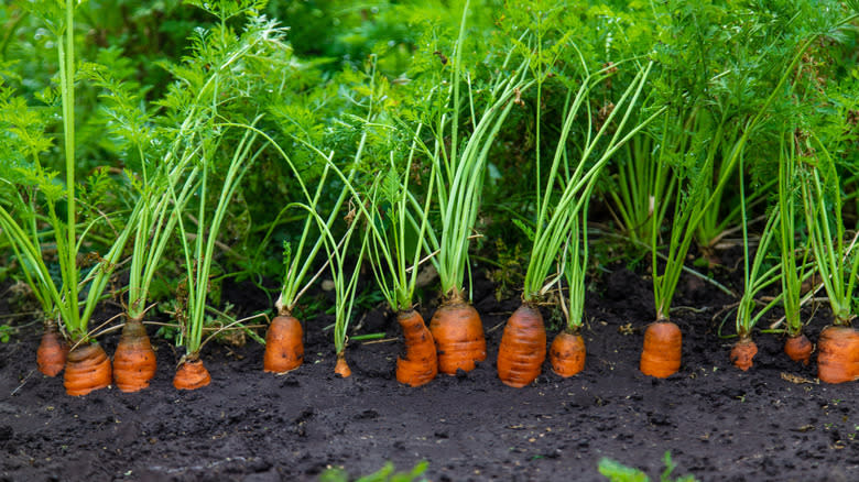 Carrots peeking through garden soil