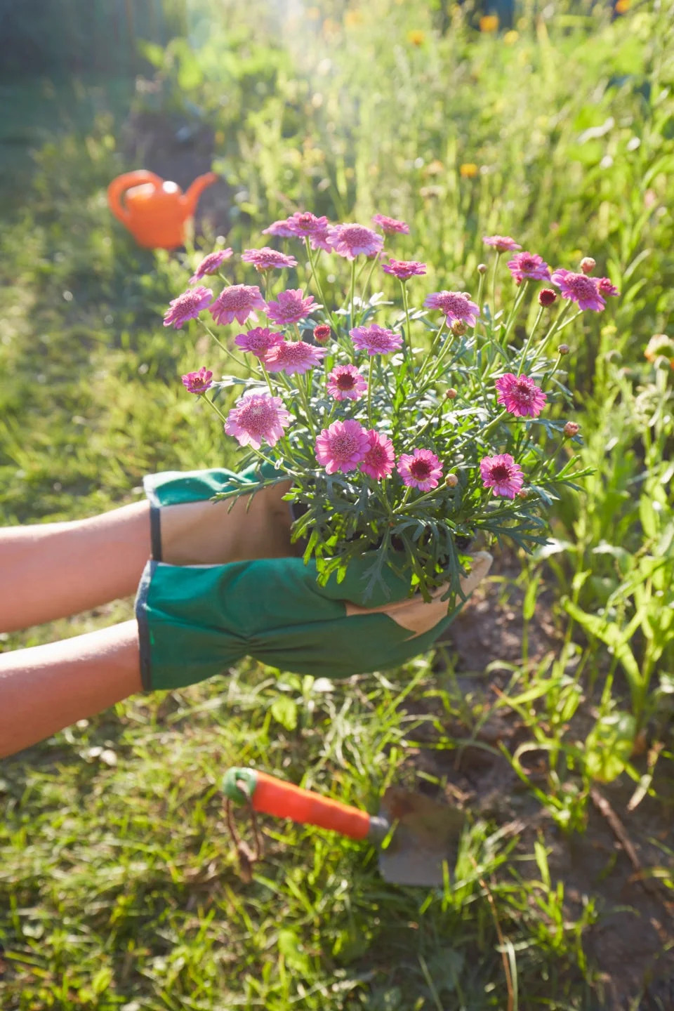 Woman holding flowers for planting in the garden