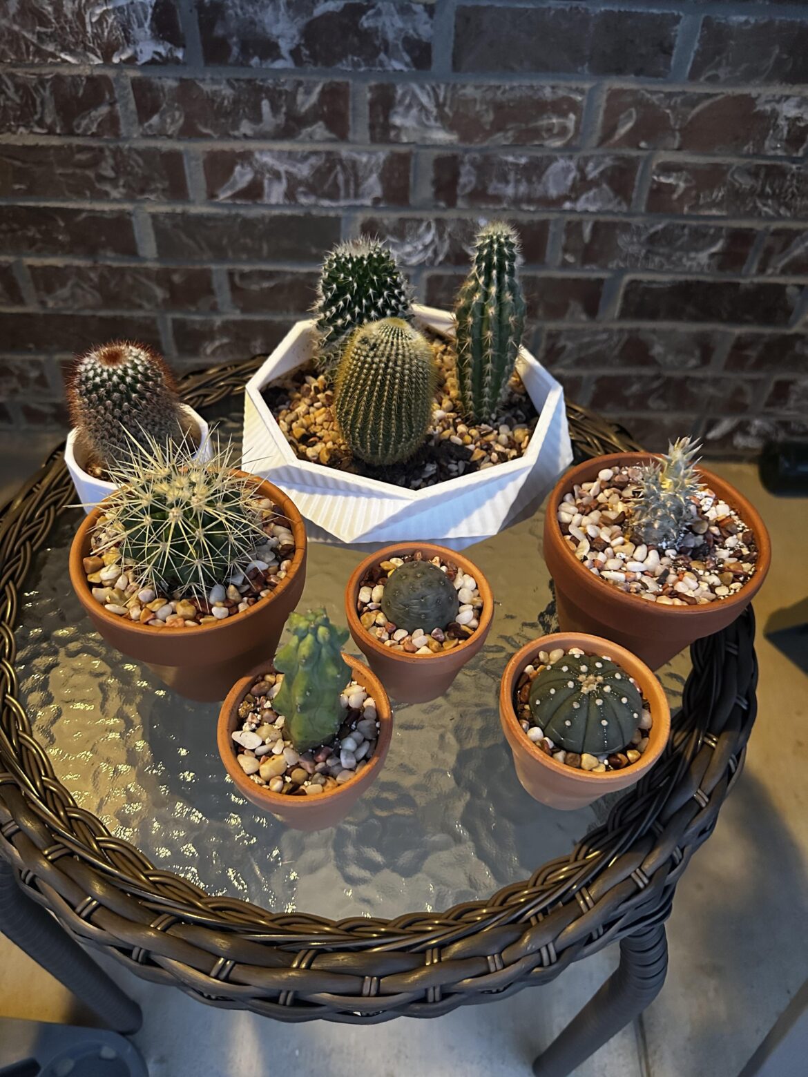 I took your suggestions. They are outside now. 😌