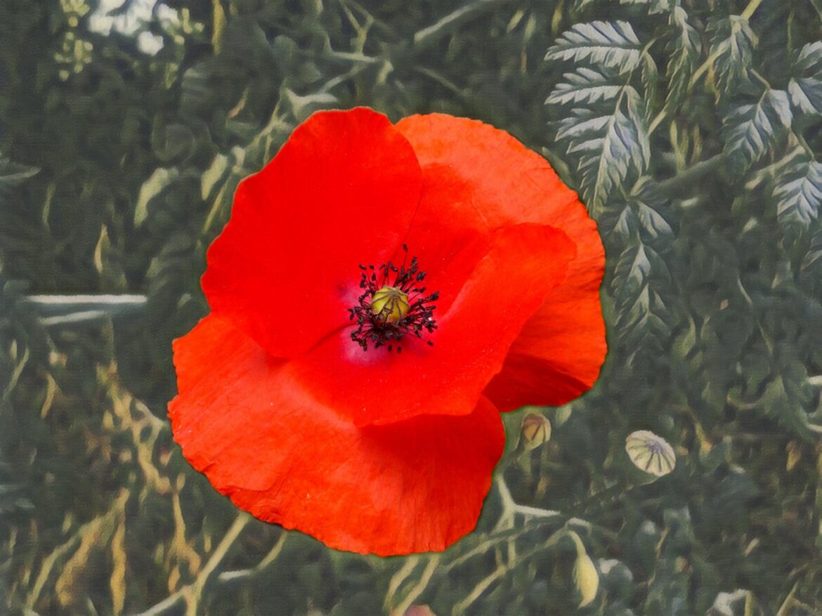 AMAPOLA (Papaver setiferum[OC]